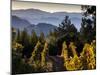 Sonoma Vineyard No.2-Ian Shive-Mounted Premium Photographic Print