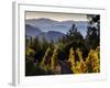 Sonoma Vineyard No.2-Ian Shive-Framed Photographic Print