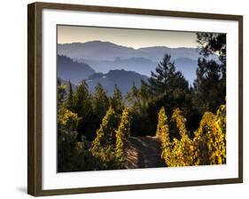 Sonoma Vineyard No.2-Ian Shive-Framed Photographic Print