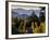 Sonoma Vineyard No.2-Ian Shive-Framed Photographic Print