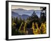 Sonoma Vineyard No.2-Ian Shive-Framed Photographic Print