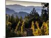 Sonoma Vineyard No.2-Ian Shive-Mounted Photographic Print