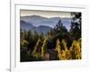 Sonoma Vineyard No.2-Ian Shive-Framed Photographic Print