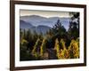 Sonoma Vineyard No.2-Ian Shive-Framed Photographic Print