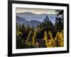 Sonoma Vineyard No.2-Ian Shive-Framed Photographic Print