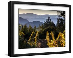 Sonoma Vineyard No.2-Ian Shive-Framed Photographic Print