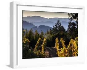 Sonoma Vineyard No.2-Ian Shive-Framed Photographic Print