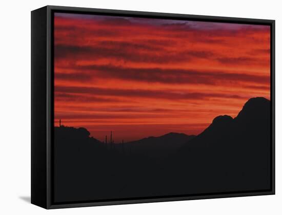 Sonora Desert, Saguaro National Park, Arizona, USA-Dee Ann Pederson-Framed Stretched Canvas