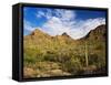 Sonoran Desert and Mountains of the Saguaro National Park-Terry Eggers-Framed Stretched Canvas