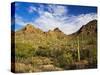 Sonoran Desert and Mountains of the Saguaro National Park-Terry Eggers-Stretched Canvas