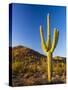 Sonoran Desert and Mountains of the Saguaro National Park-Terry Eggers-Stretched Canvas