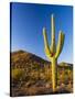 Sonoran Desert and Mountains of the Saguaro National Park-Terry Eggers-Stretched Canvas