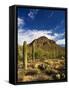 Sonoran Desert and Mountains of the Saguaro National Park-Terry Eggers-Framed Stretched Canvas