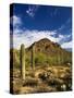 Sonoran Desert and Mountains of the Saguaro National Park-Terry Eggers-Stretched Canvas