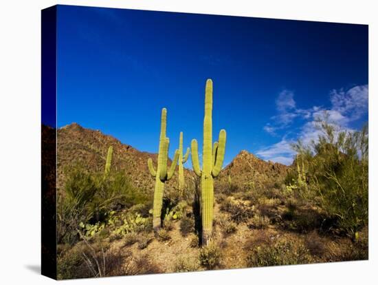 Sonoran Desert and Mountains of the Saguaro National Park-Terry Eggers-Stretched Canvas