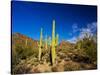 Sonoran Desert and Mountains of the Saguaro National Park-Terry Eggers-Stretched Canvas