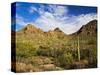 Sonoran Desert and Mountains of the Saguaro National Park-Terry Eggers-Stretched Canvas