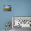 Sonoran Desert and Mountains of the Saguaro National Park-Terry Eggers-Photographic Print displayed on a wall