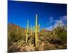 Sonoran Desert and Mountains of the Saguaro National Park-Terry Eggers-Mounted Photographic Print