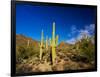 Sonoran Desert and Mountains of the Saguaro National Park-Terry Eggers-Framed Photographic Print