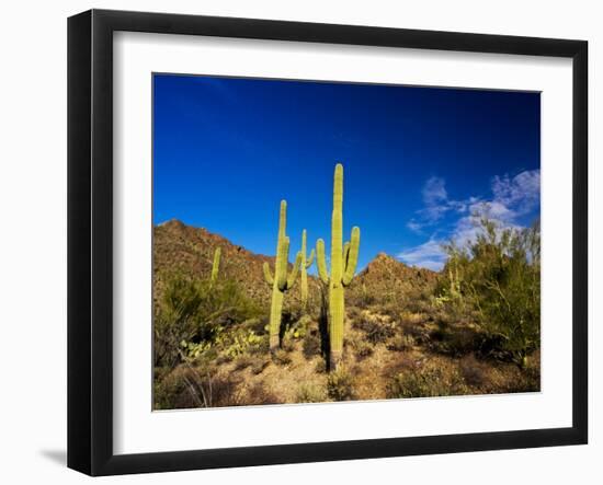 Sonoran Desert and Mountains of the Saguaro National Park-Terry Eggers-Framed Photographic Print