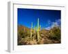 Sonoran Desert and Mountains of the Saguaro National Park-Terry Eggers-Framed Photographic Print