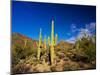 Sonoran Desert and Mountains of the Saguaro National Park-Terry Eggers-Mounted Photographic Print