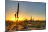 Sonoran Desert Catching Day's Last Rays.-Anton Foltin-Mounted Photographic Print