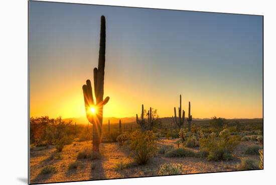 Sonoran Desert Catching Day's Last Rays.-Anton Foltin-Mounted Photographic Print