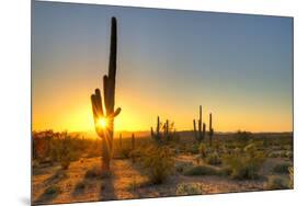 Sonoran Desert Catching Day's Last Rays.-Anton Foltin-Mounted Photographic Print