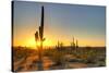 Sonoran Desert Catching Day's Last Rays.-Anton Foltin-Stretched Canvas