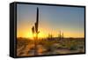 Sonoran Desert Catching Day's Last Rays.-Anton Foltin-Framed Stretched Canvas