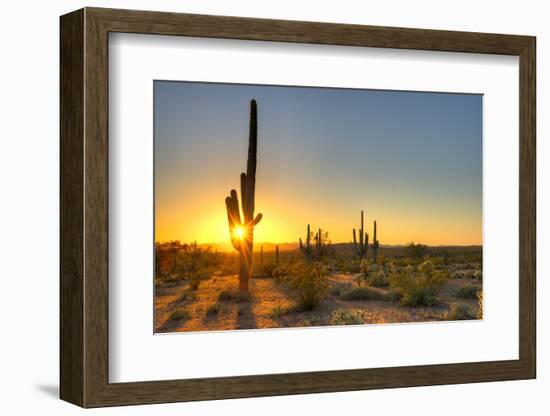 Sonoran Desert Catching Day's Last Rays.-Anton Foltin-Framed Photographic Print