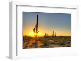 Sonoran Desert Catching Day's Last Rays.-Anton Foltin-Framed Photographic Print