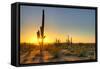 Sonoran Desert Catching Day's Last Rays.-Anton Foltin-Framed Stretched Canvas