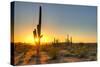 Sonoran Desert Catching Day's Last Rays.-Anton Foltin-Stretched Canvas