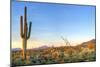 Sonoran Desert Catching Days Last Rays.-Anton Foltin-Mounted Photographic Print