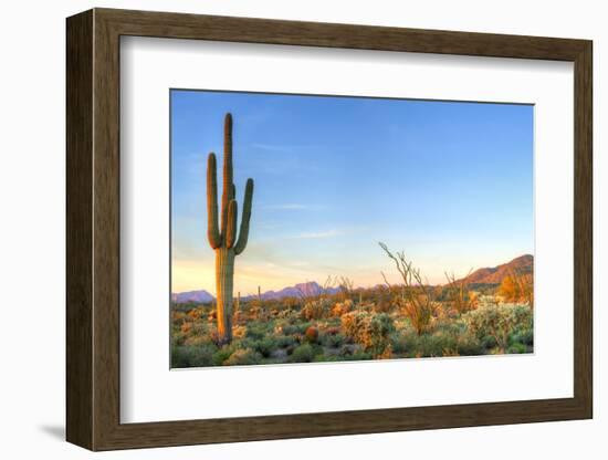 Sonoran Desert Catching Days Last Rays.-Anton Foltin-Framed Photographic Print