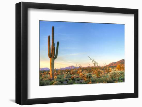 Sonoran Desert Catching Days Last Rays.-Anton Foltin-Framed Photographic Print