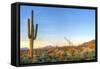 Sonoran Desert Catching Days Last Rays.-Anton Foltin-Framed Stretched Canvas