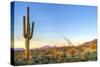 Sonoran Desert Catching Days Last Rays.-Anton Foltin-Stretched Canvas