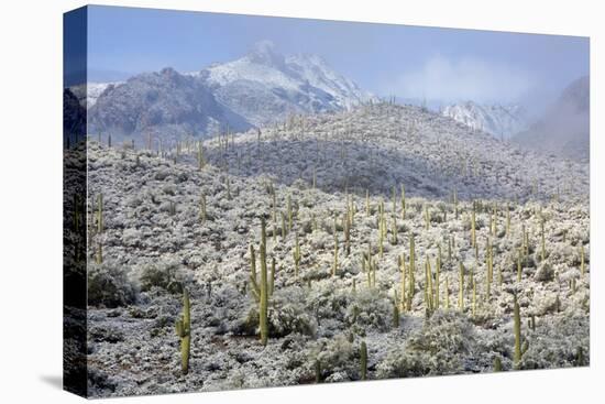 Sonoran Desert in Winter-James Randklev-Stretched Canvas