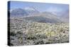 Sonoran Desert in Winter-James Randklev-Stretched Canvas