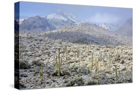 Sonoran Desert in Winter-James Randklev-Stretched Canvas