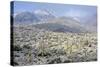 Sonoran Desert in Winter-James Randklev-Stretched Canvas