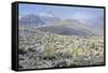 Sonoran Desert in Winter-James Randklev-Framed Stretched Canvas