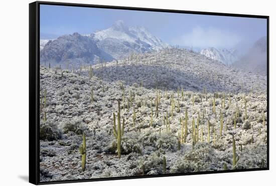 Sonoran Desert in Winter-James Randklev-Framed Stretched Canvas
