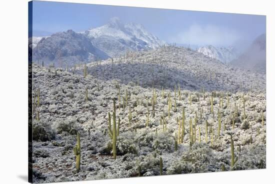 Sonoran Desert in Winter-James Randklev-Stretched Canvas