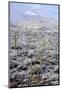 Sonoran Desert in Winter-James Randklev-Mounted Photographic Print