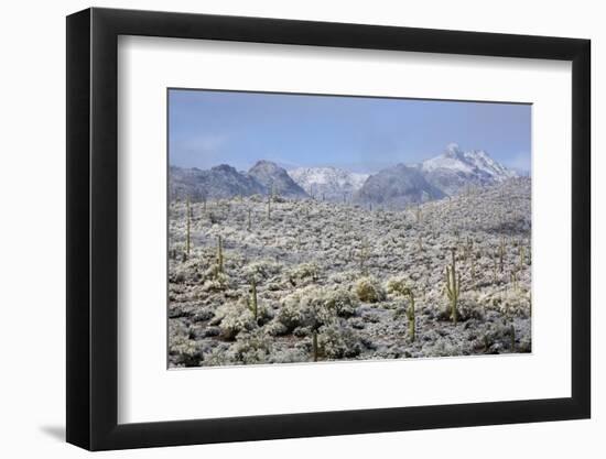 Sonoran Desert in Winter-James Randklev-Framed Photographic Print